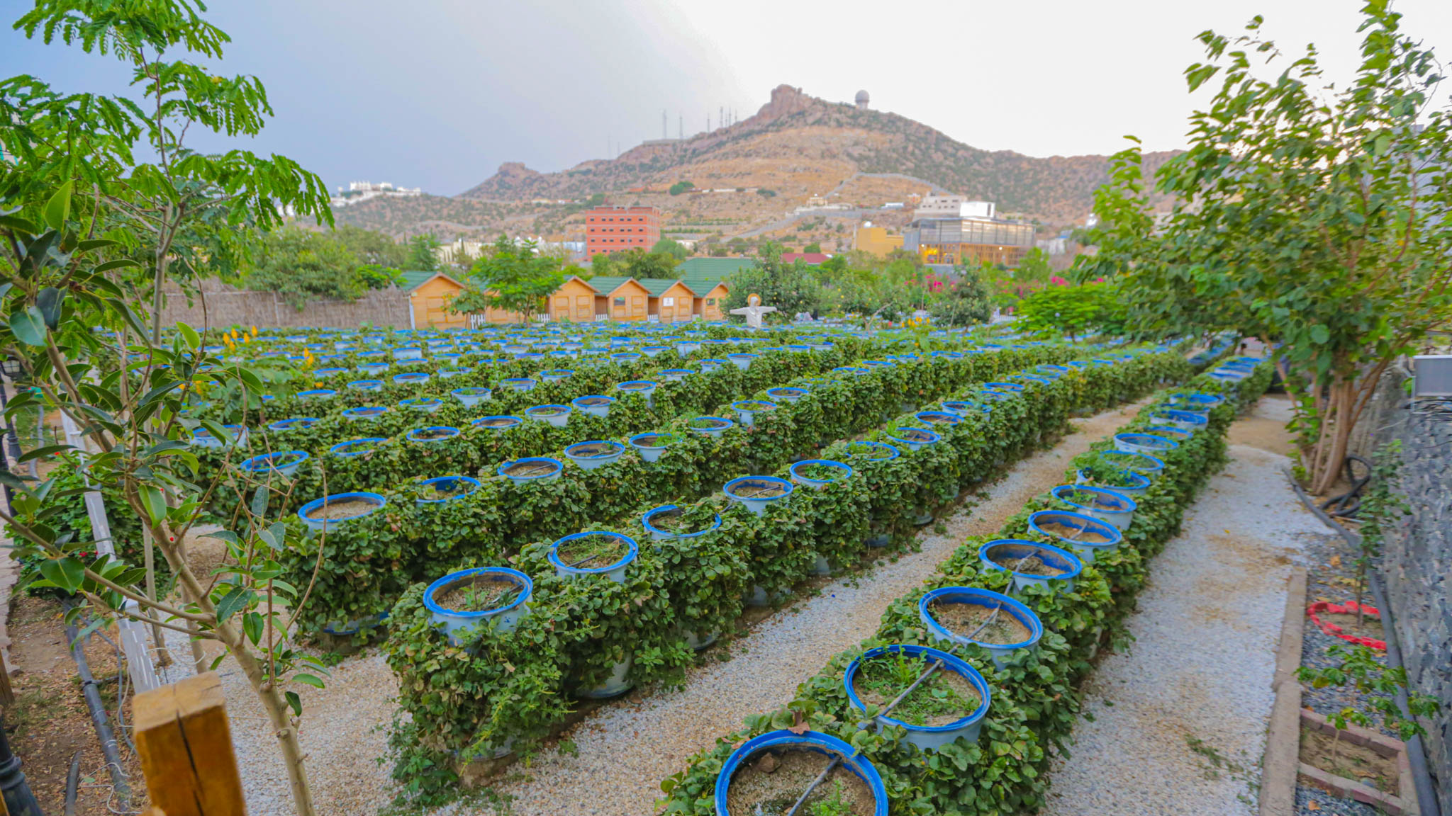 شتلات الفراولة