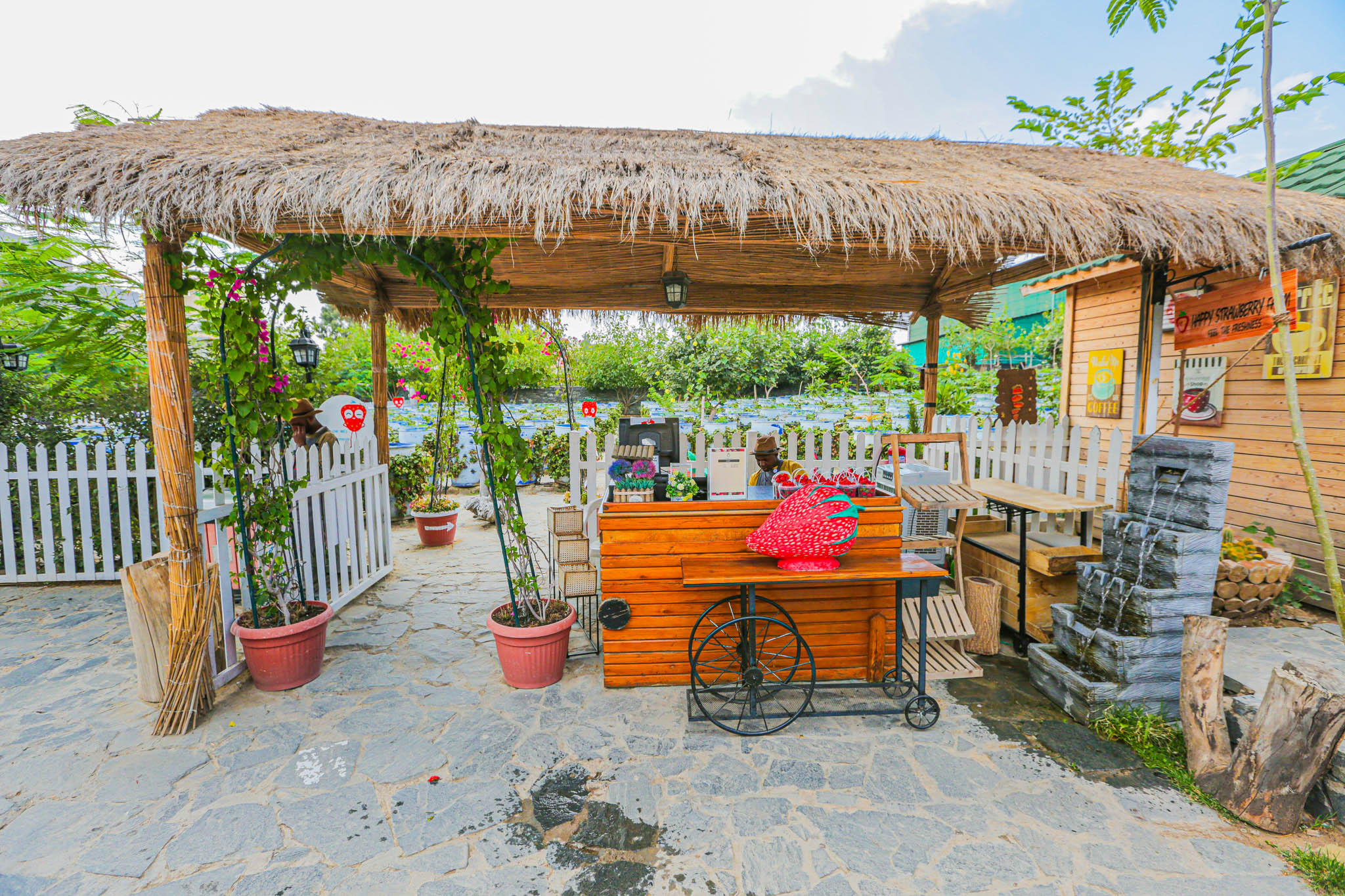 قطف الفراولة